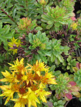 Sedum floriferum Weihenstephaner Gold - Gartenfettblatt Weihenstephaner Gold - Reichblühendes Fettblatt